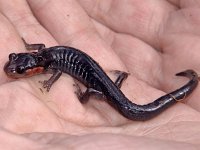 Jordan's Salamander -Great Smokies Nat. Park, TN - 5/10/05