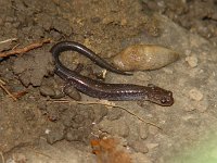 Northern Redback Salamander - Saratoga County, NY - 9/30/06