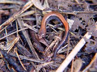 Northern Redback Salamander - Saratoga County, NY - 5/9/04