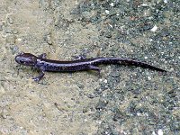 Blue-Spotted Salamander - Hartford County, CT - 7/9/03