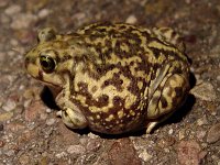 Couch's Spadefoot - Pima County, AZ - 08/21/06