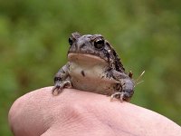 Fowler's Toad - Brigantine Nat. Wildlife Refg., NJ - 05/1/05