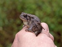 Fowler's Toad - Brigantine Nat. Wildlife Refg., NJ - 05/1/05