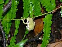 Green Treefrog - Collier County, FL - 05/19/09
