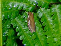 Green Treefrog - Collier County, FL - 05/19/09