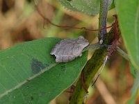Springpeeper - Saratoga County, NY - 09/16/06