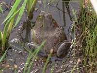 Bullfrog - Saratoga County, NY - 06/15/06