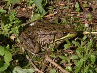 Green Frog -  Saratoga County, NY - 05/30/05