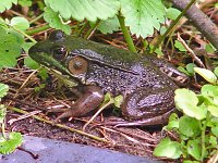 Green Frog - Saratoga County, NY - 5/22/04