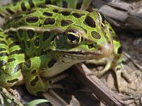 Northern Leopard Frog - Saratoga County, NY - 6/11/06
