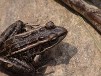 Pickerel Frog - Hamilton County, NY - 07/08/06