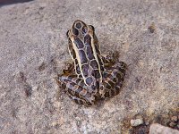 Pickerel Frog - Hamilton County, NY - 07/08/06
