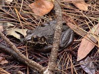 River Frog - Okeefenokee Nat. Wildlife Refg. GA - 05/7/05