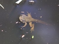 Wood Frog - Saratoga County, NY - 07/03/04
