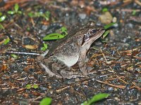Wood Frog - Saratoga County, NY - 05/29/07
