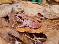 Wood Frog - Saratoga County, NY - 10/23/10